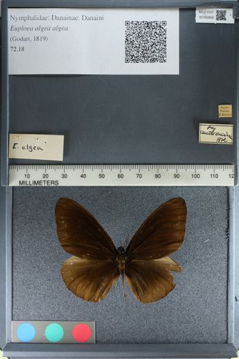 Media type: image;   Entomology 160958